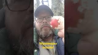 Мухоморы пошли сезон открыт