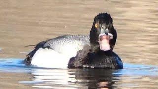 Scaup duck call sounds bathing diving  Lesser