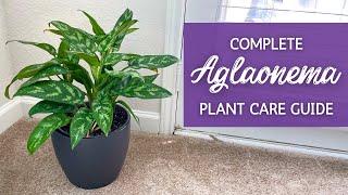 The Ultimate Guide to Caring for Aglaonema  Chinese Evergreen Houseplant Care