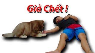 NTN - Giả Chết Thử Lòng Chó  Pretending To Be Dead To Test My Dog