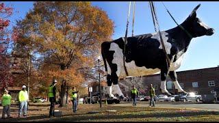 Watch as Kadie the Cow arrives at her new home in Columbus GA