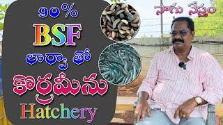 కొరమేను సాగులో దాణా ఖర్చును 90% తగ్గించే BSF పురుగులు  Fish Culture with BSF Larvae  BSF Fish 