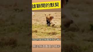 雄狮 捕猎野牛 male lion hunts Bison