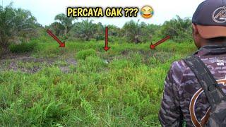 Coba Lempar Katak Tipu2 dipulau Paku & Kangkung ??? Lihat Reaksinya 