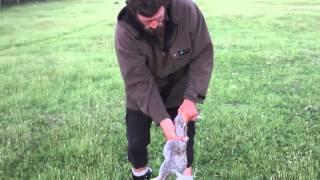 How to Skin and Gut a Rabbit in 10 Seconds Kiwi Bushman Styles