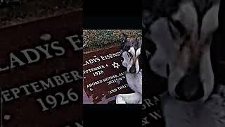 dog crying at owners grave   #subscribe#capcut#edit