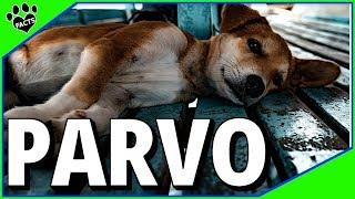 Canine Parvovirus Parvo. What You Need to Know