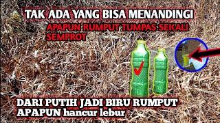 cukup 1 botol kecil ll 1 hektar Rumput hancur lebur tidak tersisa sampai benihnya cuma modal ini