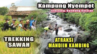 Atraksi Mandi KambingTrekking Sawah Terasering Wisata Pedesaan di Kampung NyempetCimaung Bandung