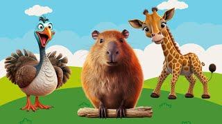 Happy animal moment Pheasant Giraffe Bird Meerkat Puffin - Animals sound