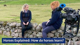 Horses Explained How do horses learn?