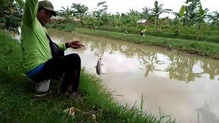 Mancing di carang ikan dekat jembatan Desa Karag Kroya