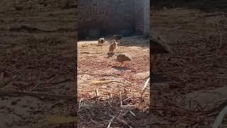 demak khaty hoi tetar k bachy  grey francolins Chick eating #chicken #deemak #birdslover