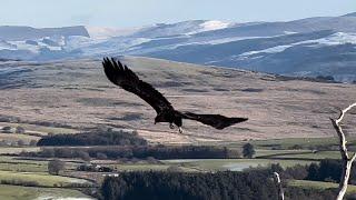 White Tailed Eagle In North Wales