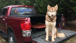 Huskies Cant be Off Leash Trained  2 Year Old Husky  Dog Training Stuarts Draft