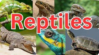 50 Reptiles for Kids to Learn About - Dragon Anaconda Geckos Chameleons