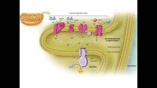 Electron Transport Chain  Mcgraw Hill  Biology Animation Video