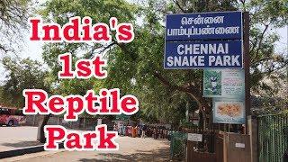 Snake Park Chennai  Indias First Reptile Park  Chennai  Tamil Nadu  India