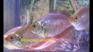 Атерина красная  Glossolepis incisus 