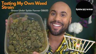 Tasting My Own Weed Strain Grown Under the Spider Farmer G8600 Grow Light 23 Ounce Harvest