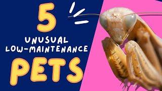 5 Unusual Low Maintenance Pets for Home or Classroom