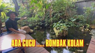 ADA CUCU .... ROMBAK KOLAM