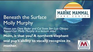 Beneath The Surface With Elephant Seal Pup Vocalization With Molly Murphy