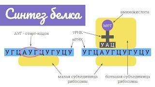 Синтез белка трансляция  самое простое объяснение