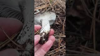 El brezo rubio nos indica acidez ideal para que aparezca la seta de Marzo. Hygrophorus marzuolus