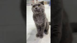 Mèo Anh ngủ dậy là đòi ăn#animals #kucinglucu #pets #kucing #animal #