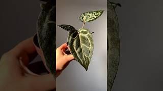 Anthurium michelle