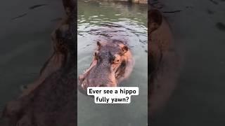 Ever Seen a Hippopotamus yawn? #shorts #hippohippopotamus #animallover #animalshorts #wildlife