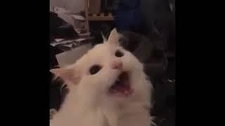 anime screaming cat