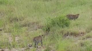  Playful Moments Leopard and Cub Play in Dry Riverbed  Kruger National Park 