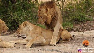 Lion and lioness mating successfully