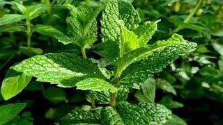 Puthina Growing at Home  പുതിന  കൃഷി ടിപ്സ്  How to Grow Mint in Malayalam