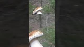 Хороший белый гриб ура