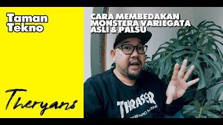 THE RYANS  Awas Salah Beli Ini Cara Membedakan Tanaman Hias Monstera Variegata Asli & Palsu