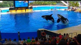 Orca Ocean - Loro Parque Tenerife