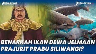 Ikan Dewa Jelmaan Prajurit Prabu Siliwangi Mati Massal di Cibulan Manajemen Ungkap Begini