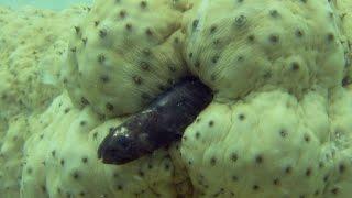 Pearlfish hides inside a sea cucumber - Natural World 2016 Episode 2 Preview - BBC Two