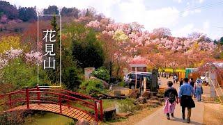 【Cherry blossoms】Profusion of flowers in Hanamiyama of Fukushima 百花繚乱の花見山 #花見山　#生け花の里