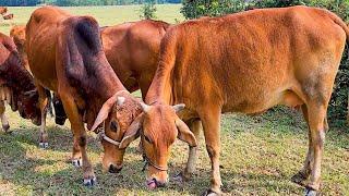 con bò - bò ăn cỏ - nhạc con bò