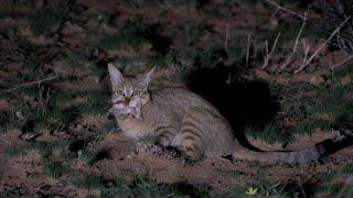 African Wild Cat - A small and secretive desert hunter