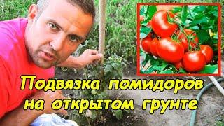 How to tie tomatoes in open ground