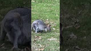 Wallaby #wallaby #animals