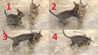 CATS AMAZING FIGHT  THESE CATS WILL SHOW YOU HOW TO FIGHT WITH PROPER TECHNIQUE