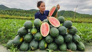 Harvesting Watermelon Fruit Garden goes to the market sell - Gardening  Lý Thị Ca