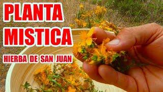 BENEFICIOS y PROPIEDADES de la HIERBA DE SAN JUAN o PLANTA de HIPERICO  Una PLANTA MAGICA