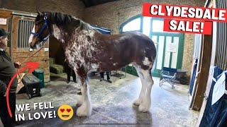 National Clydesdale Sale - Over 100 Horses At This Auction
